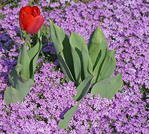 Tufted phlox
